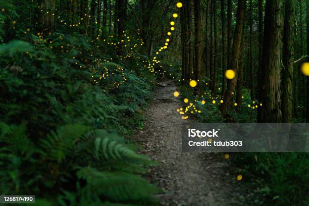 Fireflies Glowing In The Forest At Night Stock Photo - Download Image Now - Footpath, Forest, Ethereal