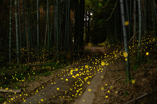 Fireflies glowing in the forest at night in rural Japan