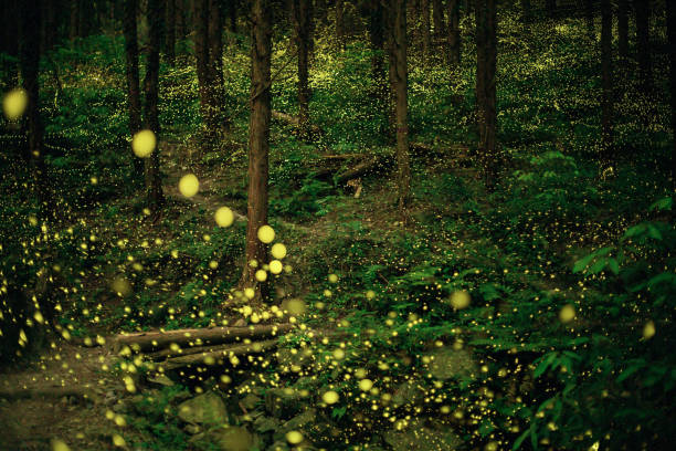 istock Fireflies glowing in the forest at night 1268174241