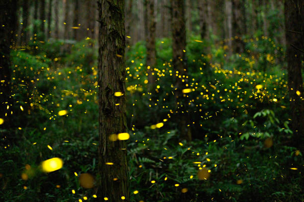 istock Fireflies glowing in the forest at night 1268174249