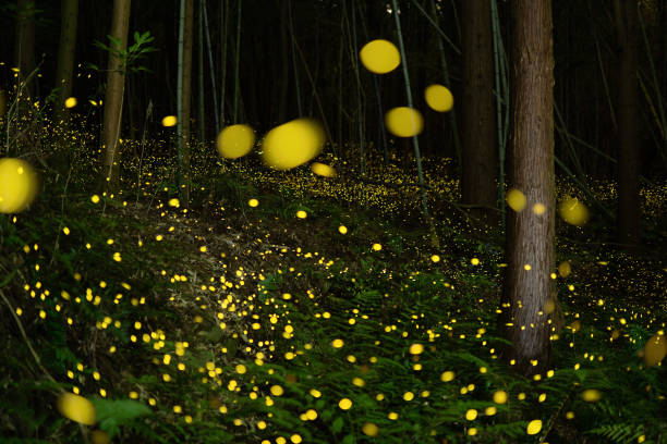 istock Fireflies glowing in the forest at night 1268174256