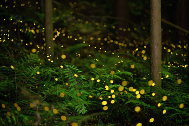 istock Fireflies glowing in the forest at night 1268174261