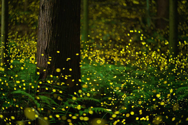 istock Fireflies glowing in the forest at night 1268174274