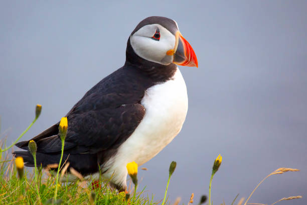 istock paffin bird on the grass in Iceland 1268174389