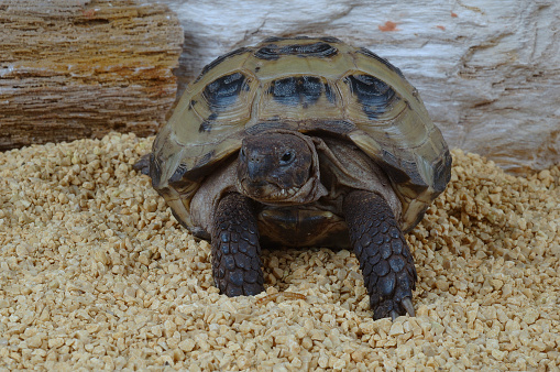 Russian Tortoise in terrarium
