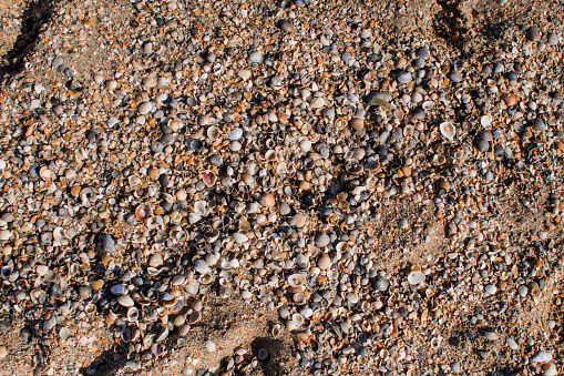 a sand on the seashore with shells