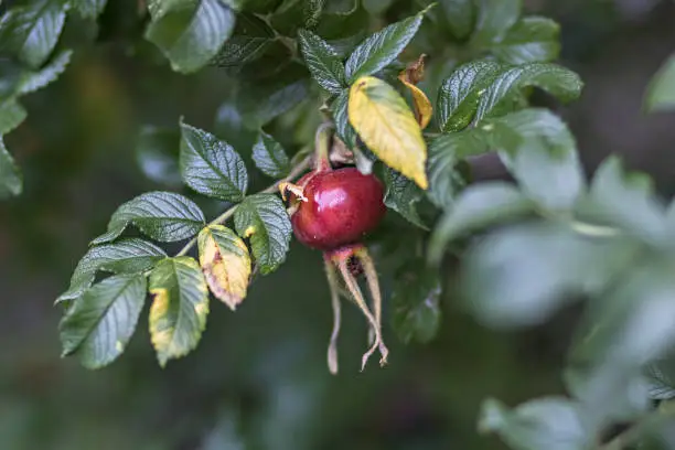 Red rosehip ripen on the bush. Summer time.