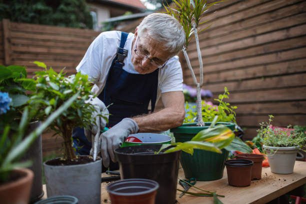 istock Senior man replanting plants 1268178602