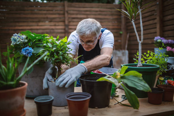 istock Senior man replanting plants 1268178807