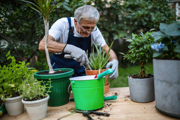 Senior man replanting plants