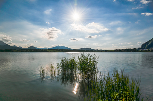 Lakeshore of the Hopfensee with water plants, in the background the Alp Mountains, Bavaria, Germany