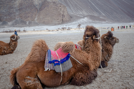 Ladakh, India - Jul 19, 2015. Camel safari in Nubra Valley of Ladakh, India. Ladakh is renowned for its remote mountain beauty and culture.