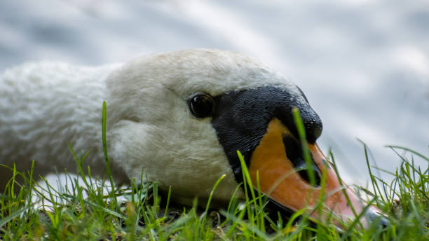 istock Mute swan (Cygnus olor) resting his head on the lake side. 1268183119