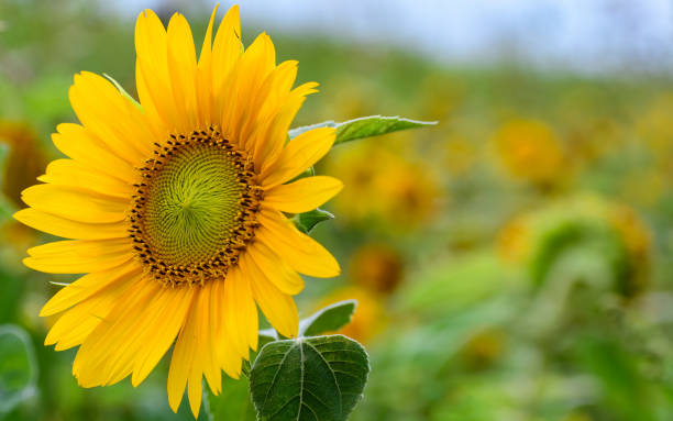 istock Large yellow sunflower on the meadow 1268183129