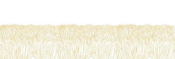 сухое поле. луг желтой густой травы. оранжевый газон. нарисованный вручную эскиз. горизонтальный фон баннера. линия контура вектора. копиро� - grass nature dry tall stock illustrations