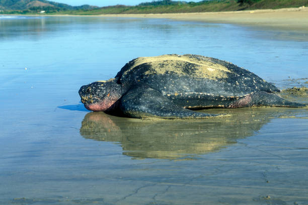 Leatherback Turtle Leatherback Turtle spawning sea turtle egg stock pictures, royalty-free photos & images