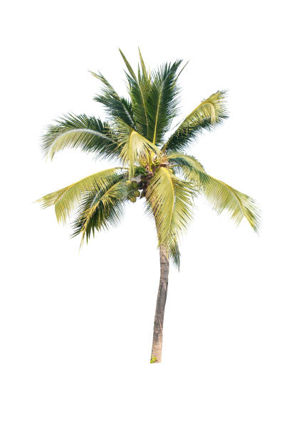 istock Palm tree or Coconut tree ,a green leaf isolation for summer background ,relax and vacation holiday summer concept 1268186308