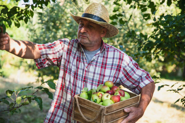 istock Senior Man Picking Up Apples in Orchard 1268188004