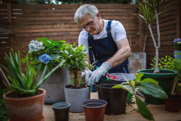 istock Senior man replanting plants 1268188071