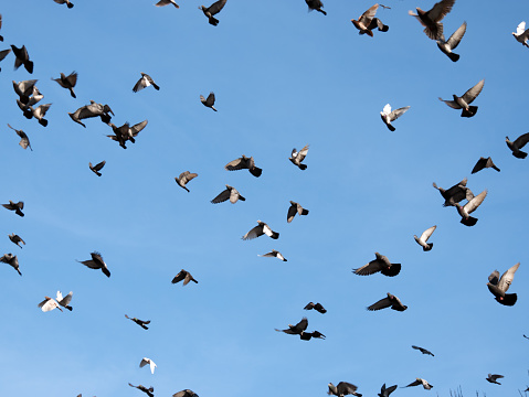Flock of birds flying. Selective focus.