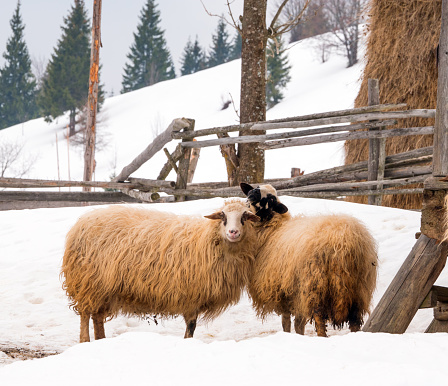 Sheep in winter.