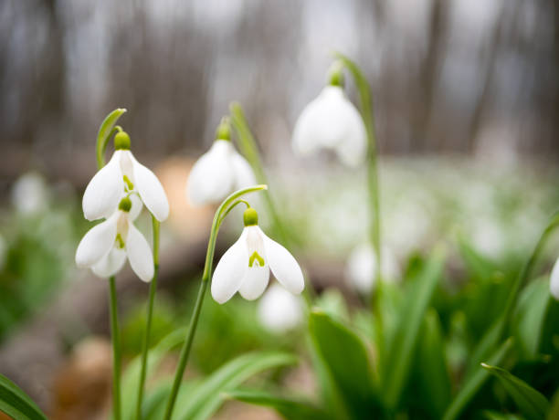 Delicate flowers of snowdrops.