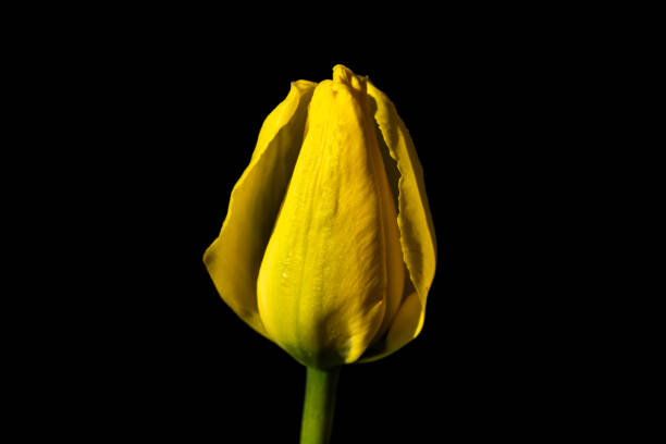 istock Bright yellow tulip blossom at black background 1268193096