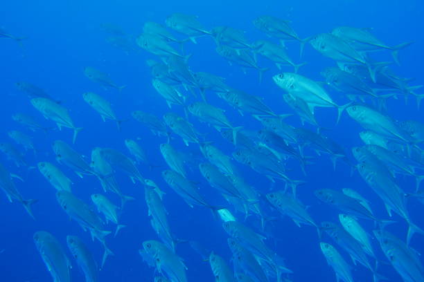 istock Famous wreck ship Fujikawa maru in Truk lagoon 1268194614
