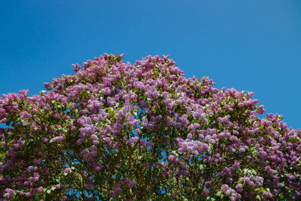 istock Beautiful lilac tree in garden on blue sky background 1268194721