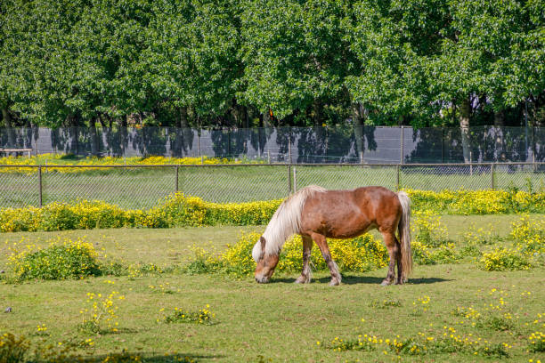 Icelandic horse grazing in a meadow outside Reykjavik