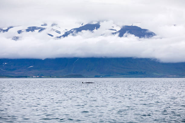 Minke whale in the fjord Minke whale in the fjord outside Akureyri iceland whale stock pictures, royalty-free photos & images