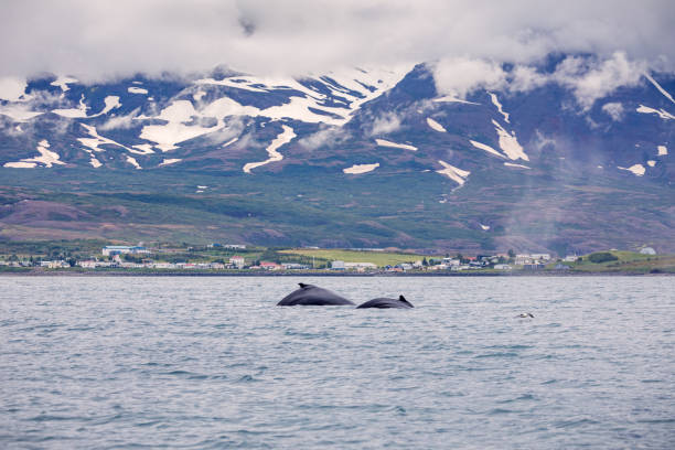 Two humpback whales diving Two humpback whales diving in the fjord outside Akureyri iceland whale stock pictures, royalty-free photos & images