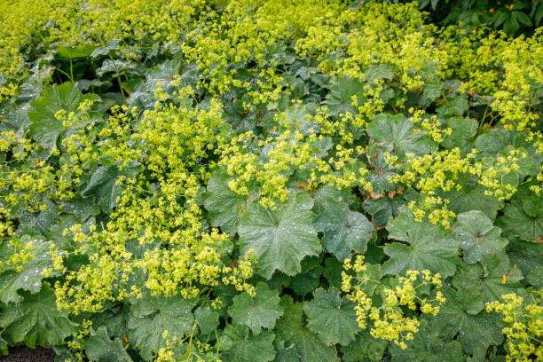 istock Lush green plants in a park 1268194885