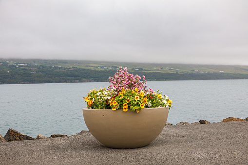 Typical Icelandic flower basin at the entrance to Akureyri with flowers which can survive the rough weather