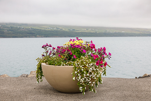 Typical Icelandic flower basin at the entrance to Akureyri with flowers which can survive the rough weather