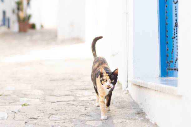 A cat in Sidi bou Said