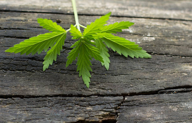 istock Cannabis leaves on wooden background 1268196349