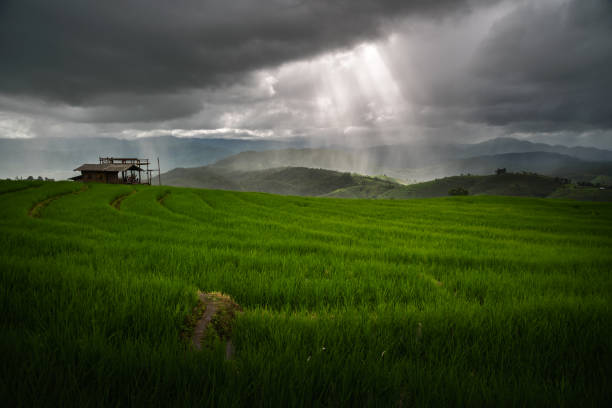 istock The beautiful scenery of the green terraced rice field with light rays while raining at Bong Piang forest in the rainy season in Mae Chaem, Chiang Mai, Thailand. 1268196564