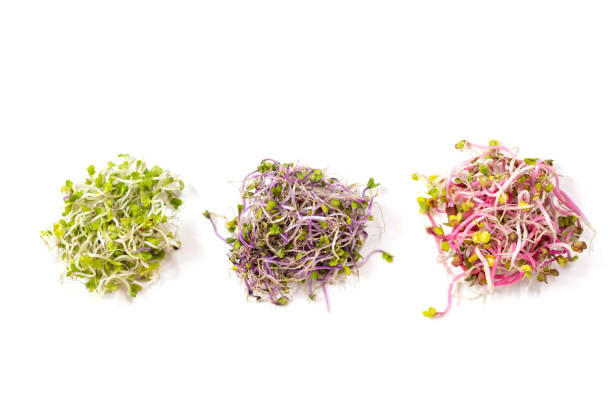 istock Three pile of microgreens isolated on white background top view. 1268197977