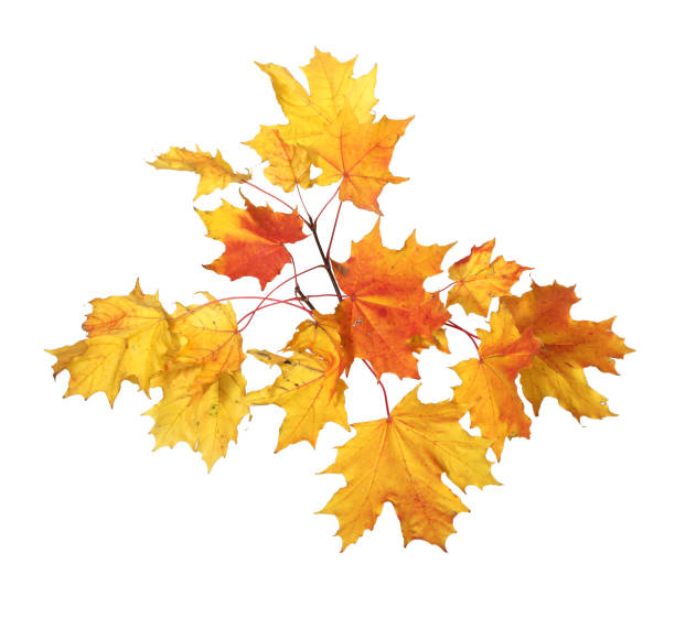 istock Branch of autumn maple leaves isolated on white background 1268199989
