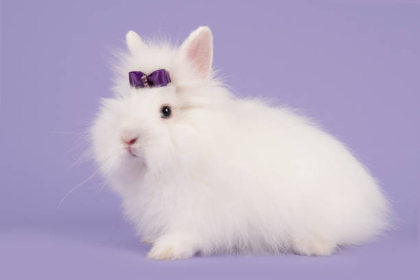 istock Pretty long-haired angora white rabbit with a purple bow on a lavender purple background 1268200677