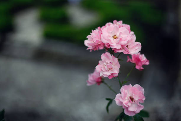 istock Botanical garden, Balchik, Bulgaria 1268201442
