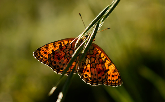 Pearl-bordered fritillary (Boloria selene). Butterfly on the plant.