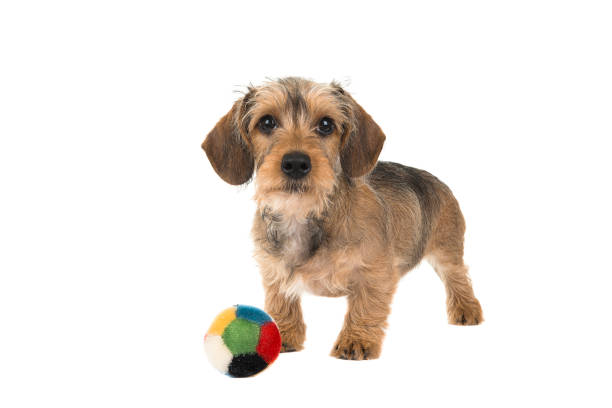 lindo alambre peludo dachshund cachorro con una bola delante de él aislado sobre un fondo blanco - pet toy dachshund dog toy fotografías e imágenes de stock