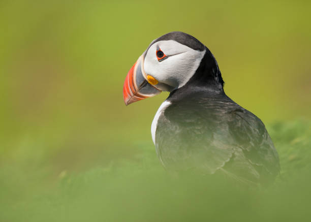 istock Portrait of a puffin bird between soft green grass 1268202206