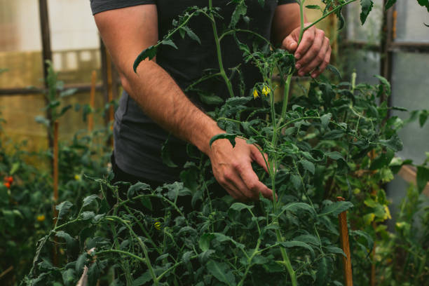 istock Farmer tidies up the greenhouse 1268203063