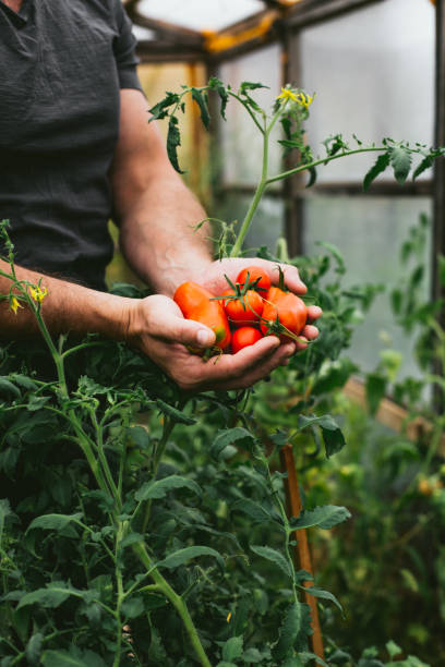 istock Red tomatoes in men's palms 1268203076