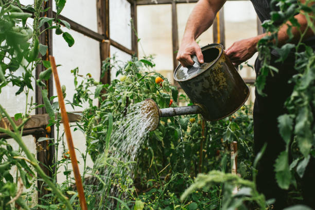istock A farmer watering tomatoes in a greenhouse 1268203086