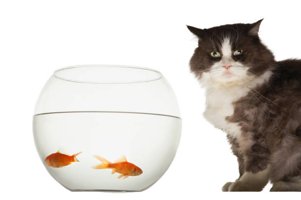 istock Mischeavous cat looking at goldfish bowl 1268203263