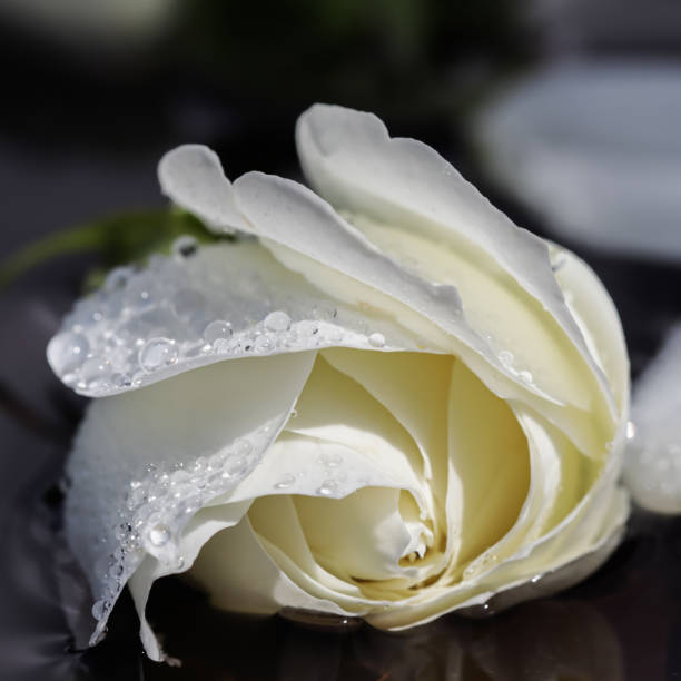 istock White rose and petals on the water. Aromatherapy and spa concept 1268205892